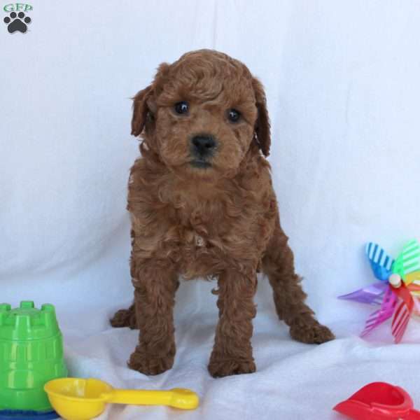 Casper, Mini Goldendoodle Puppy